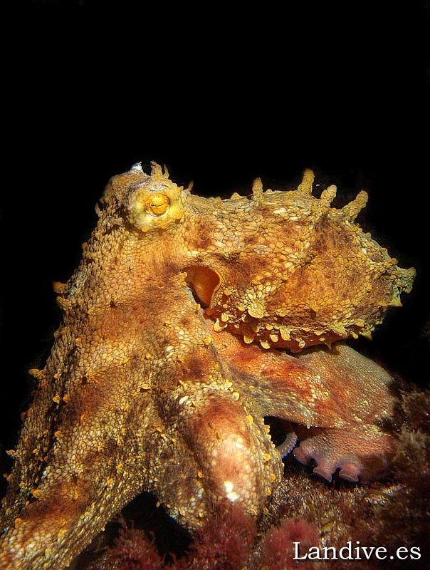 Pulpo comun ( Octopus vulgaris )2.jpg - OLYMPUS DIGITAL CAMERA